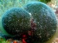 Codium bursa